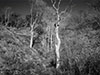 trees in sunlight with manin subjects highlighted against a dark textured background